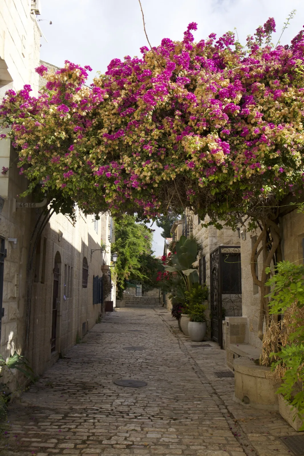 Flower arch — Yemin Moshe, Jerusalem
